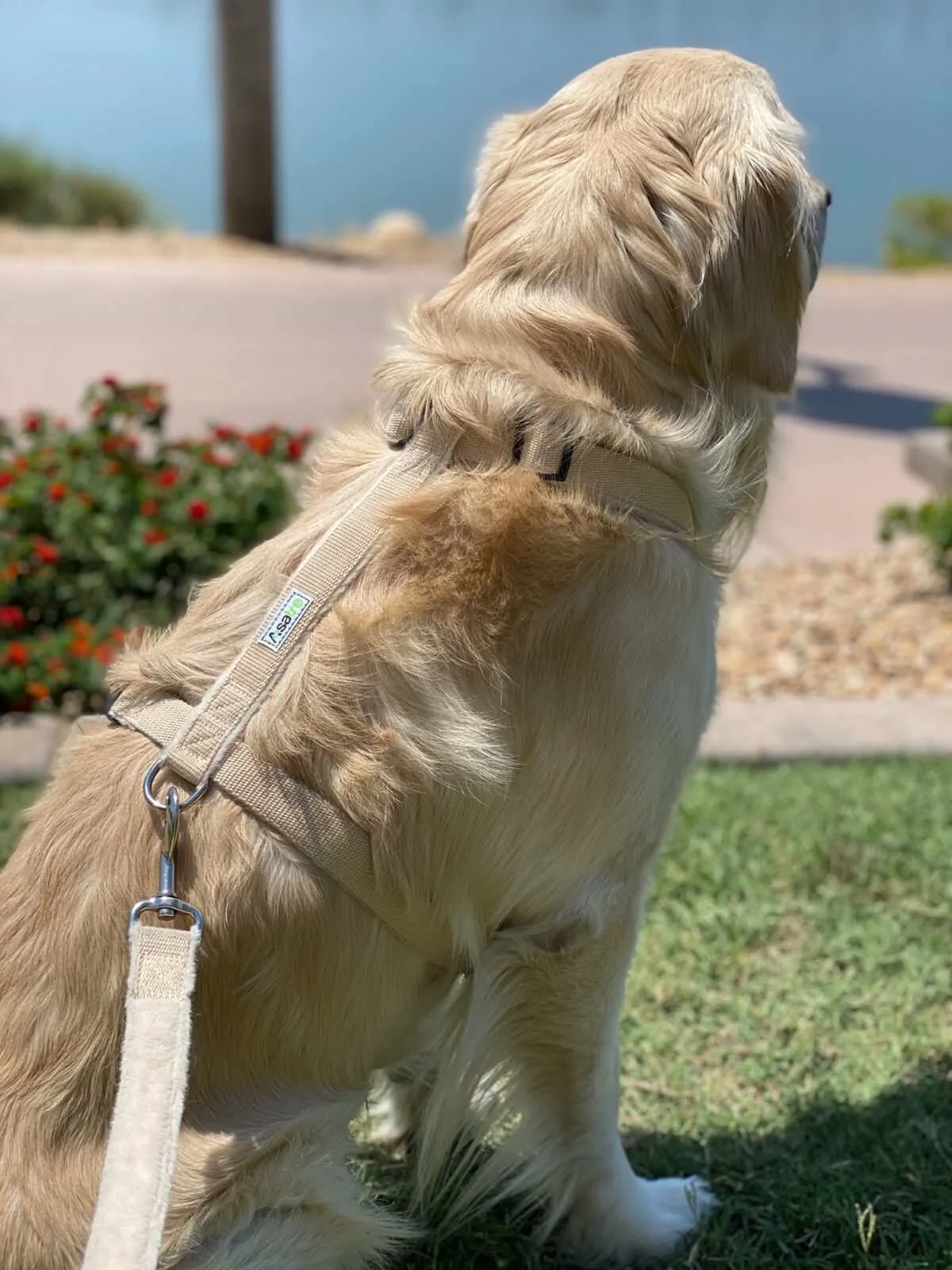 Durable Dog Harness - Hypo-Allergenic & Adjustable Comfort