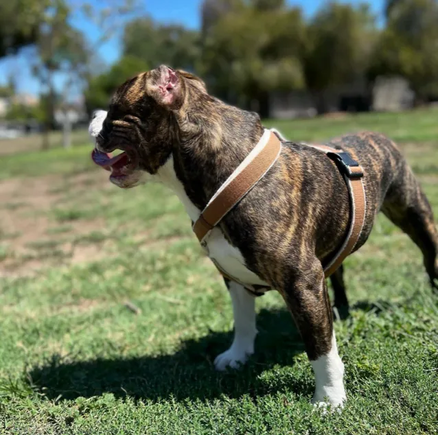 Durable Dog Harness - Hypo-Allergenic & Adjustable Comfort