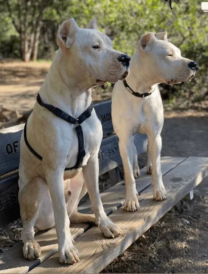 Durable Dog Harness - Hypo-Allergenic & Adjustable Comfort