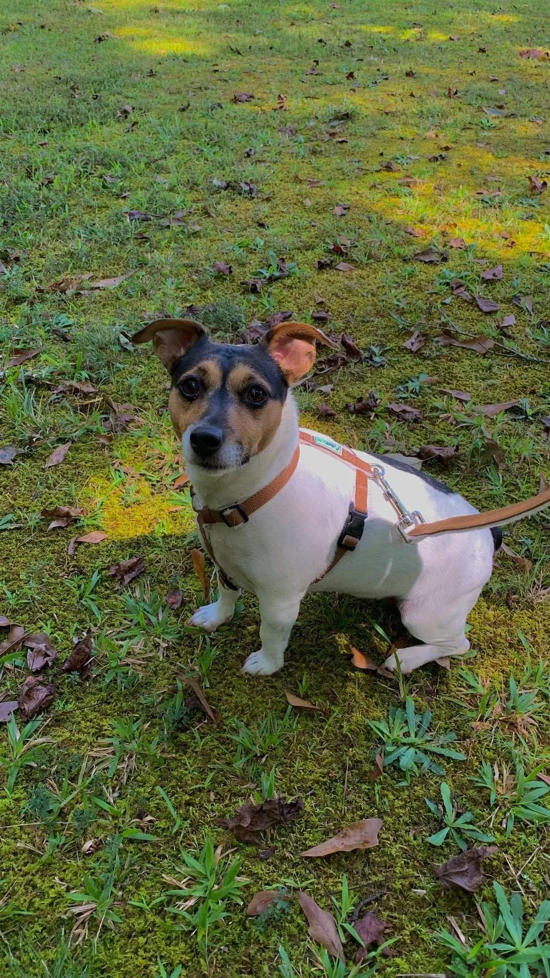 Durable Dog Harness - Hypo-Allergenic & Adjustable Comfort