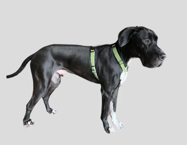 Durable Dog Harness - Hypo-Allergenic & Adjustable Comfort