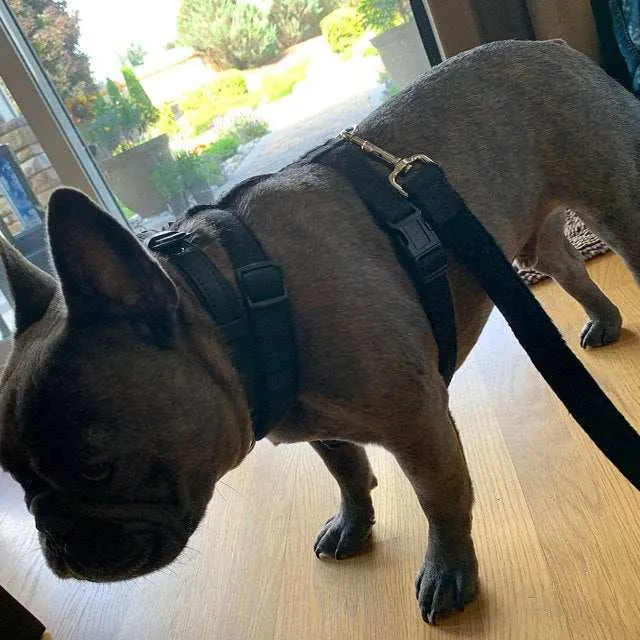 Durable Dog Harness - Hypo-Allergenic & Adjustable Comfort