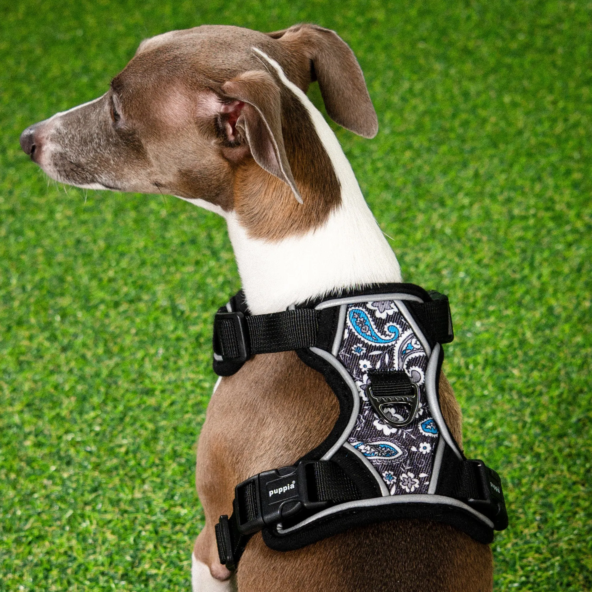 Front-Hook No-Pull Harness | Cynthia Black Paisley