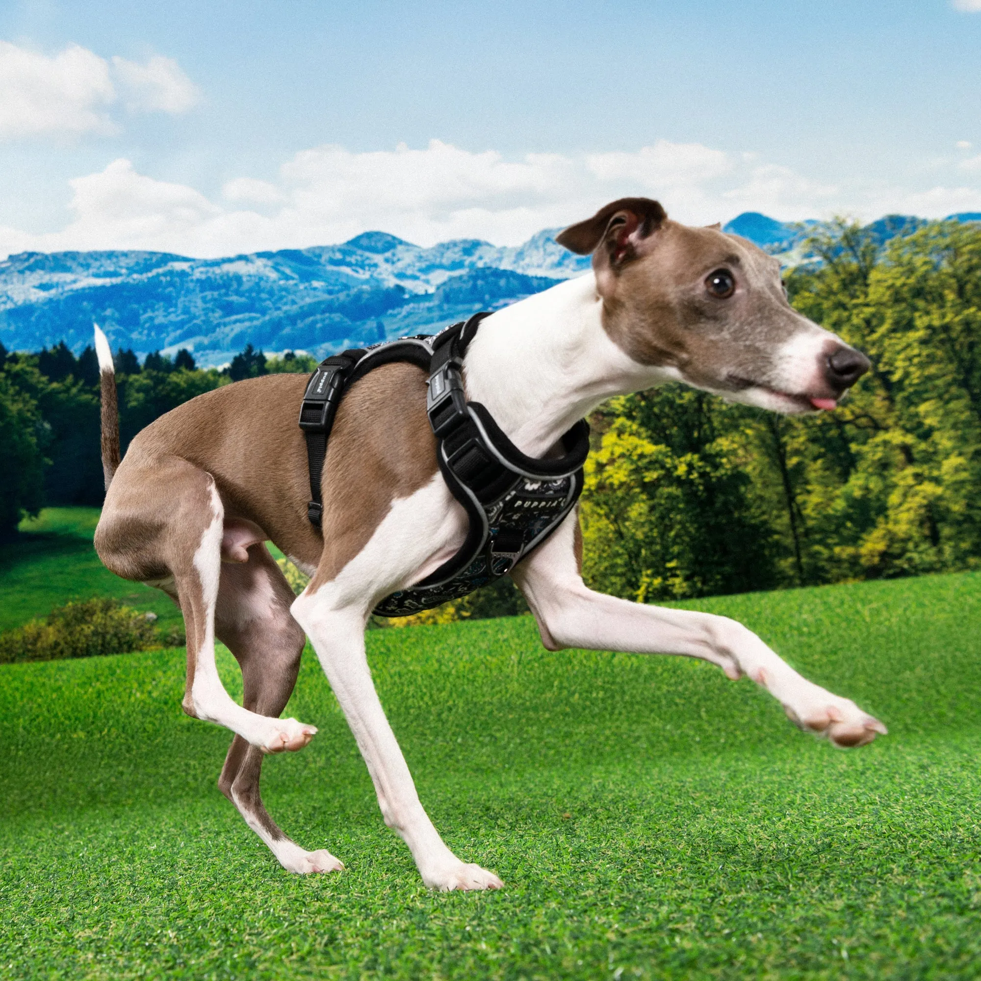 Front-Hook No-Pull Harness | Cynthia Black Paisley