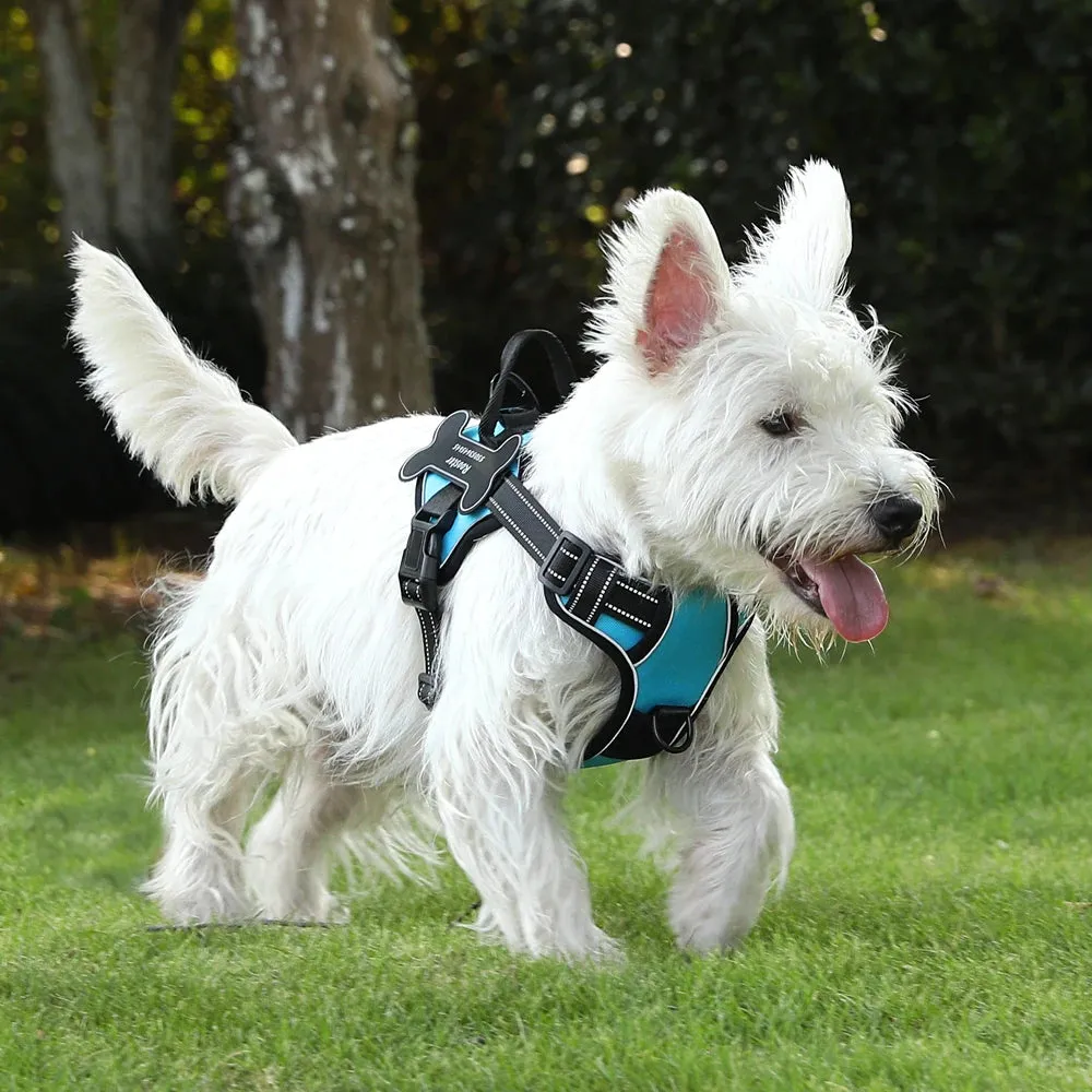 Personalized Canine Comfort Harness - Safe, Breathable & Custom Fit