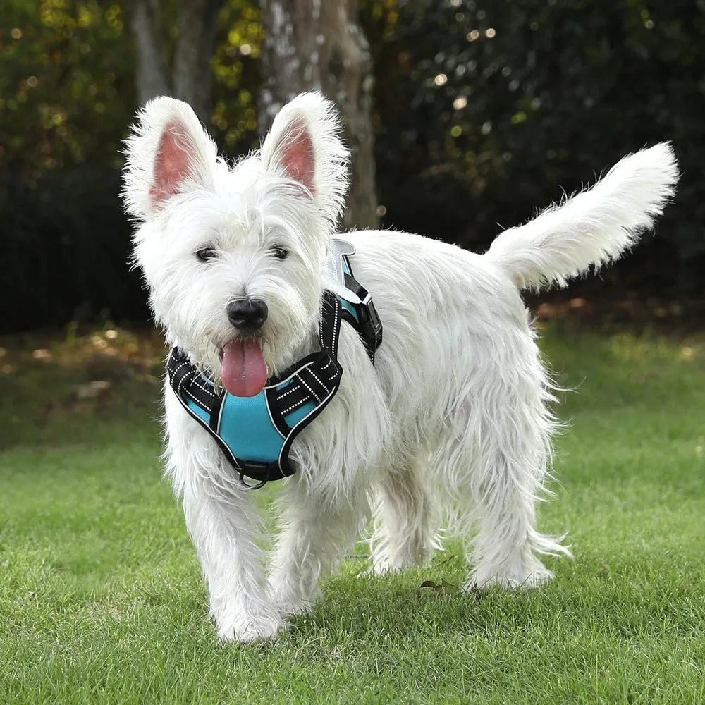 Personalized Canine Comfort Harness - Safe, Breathable & Custom Fit