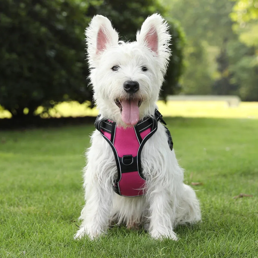 Personalized Canine Comfort Harness - Safe, Breathable & Custom Fit