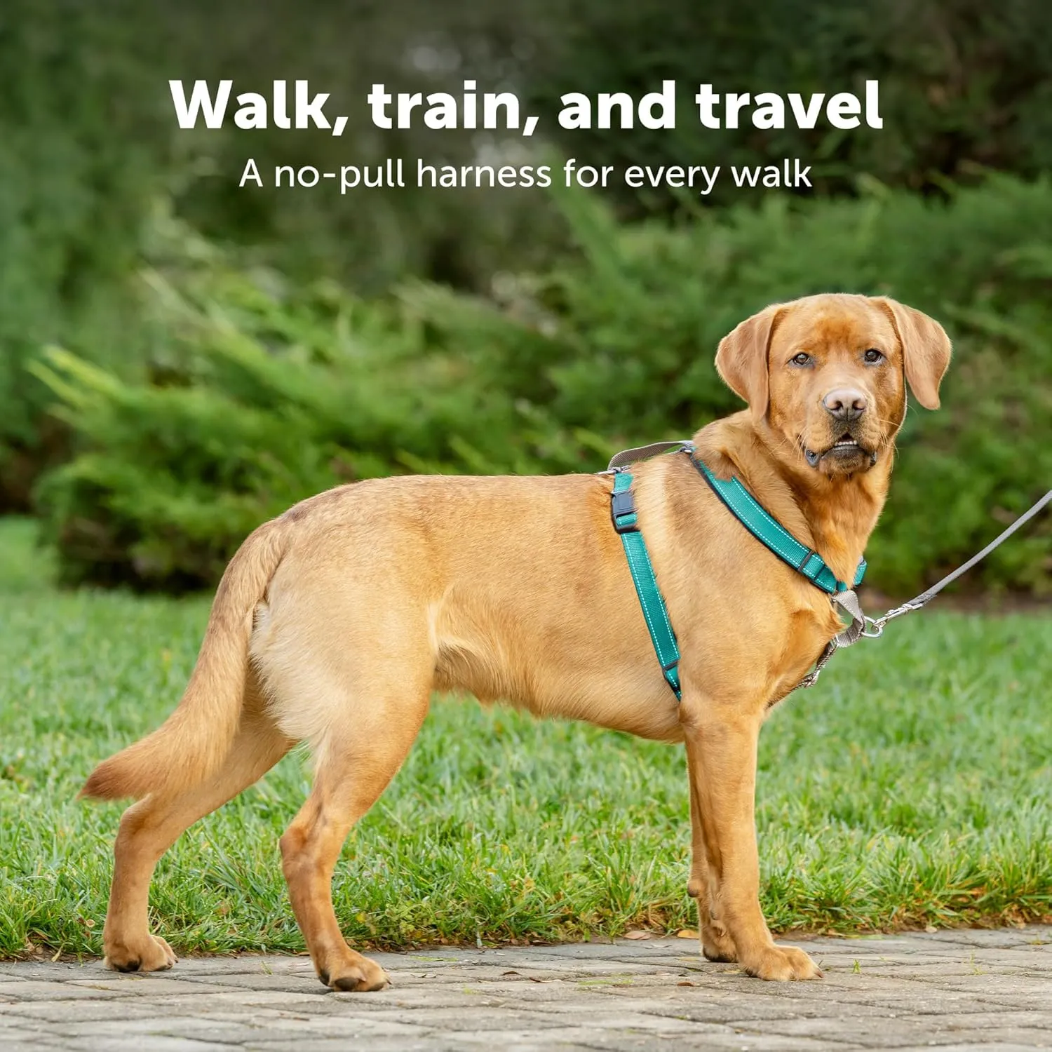 PetSafe 3 in 1 Dog Harness - No Pull Solution for Dogs - Reflective Dog Harness - Front D-Ring Clip Helps Stop Pulling - Comfortable Padded Straps - Top Handle Enhances Control - Teal - Medium