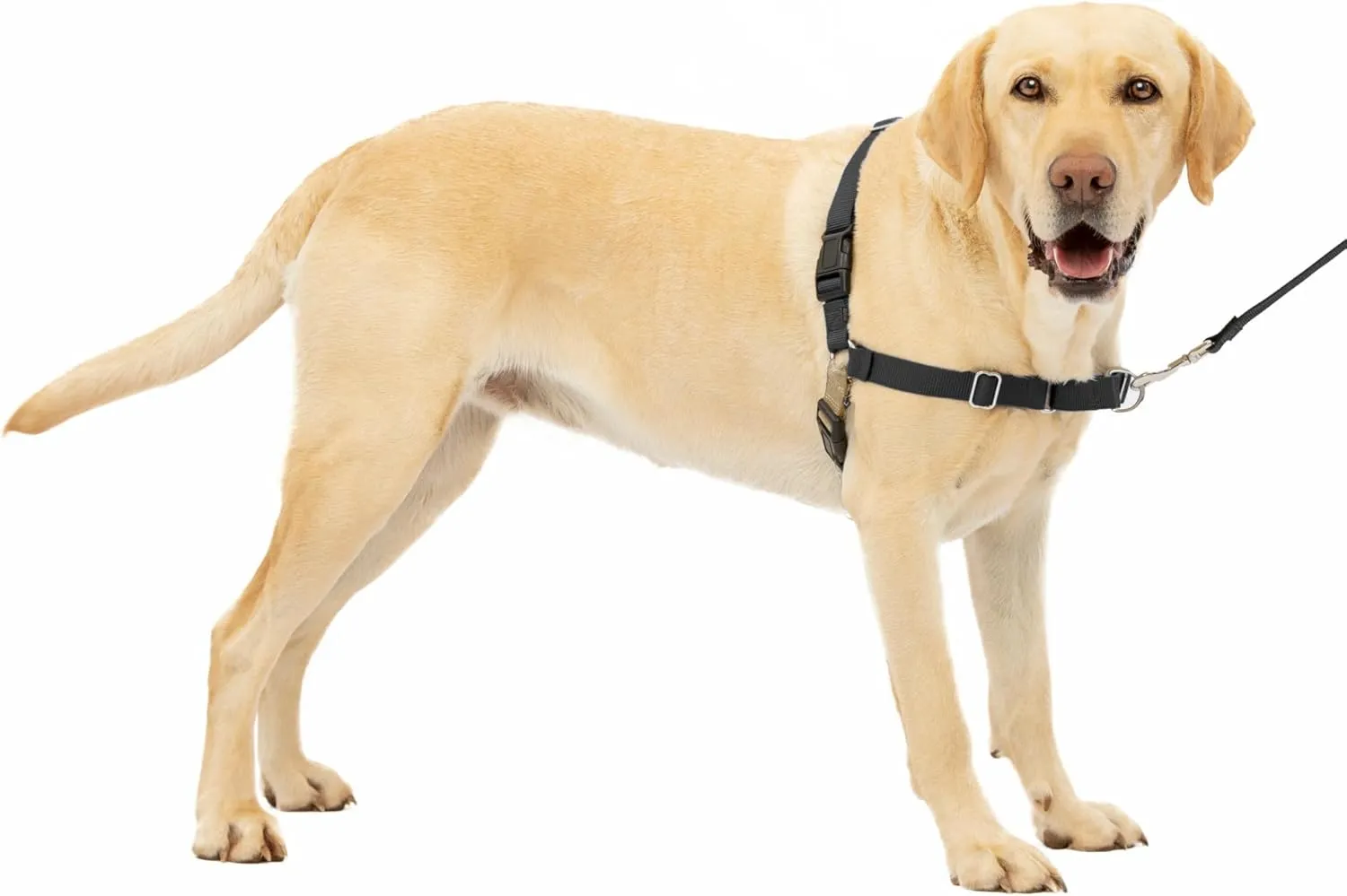 PetSafe Easy Walk No-Pull Dog Harness - The Ultimate Harness to Help Stop Pulling - Take Control & Teach Better Leash Manners - Helps Prevent Pets Pulling on Walks, Large, Black/Silver