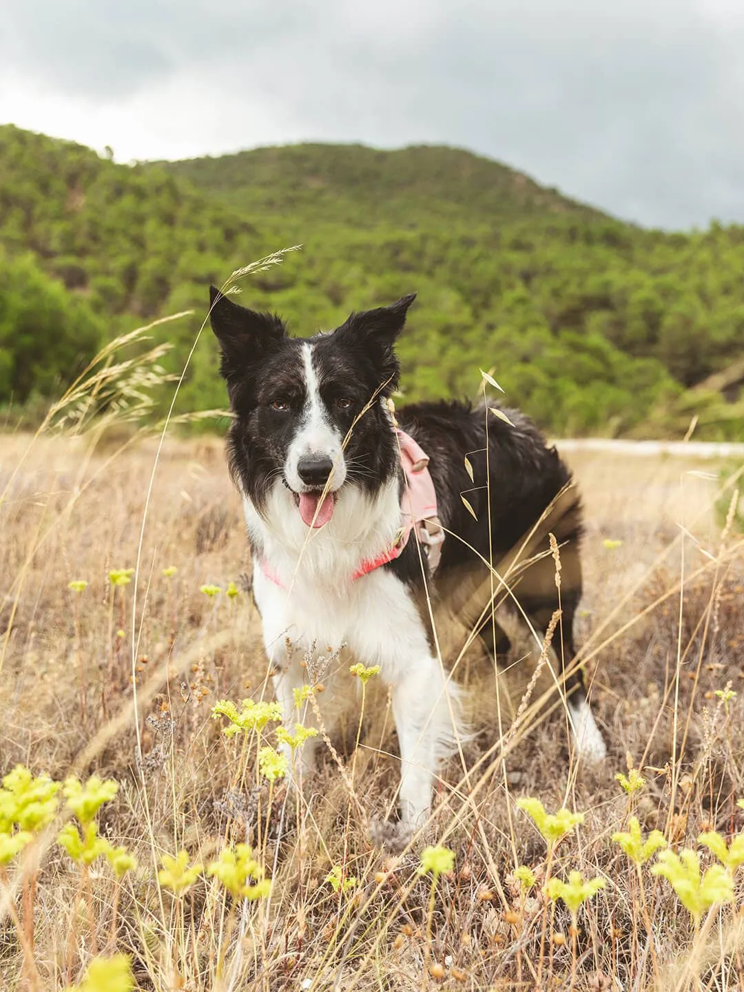 Qisu - Dog Harness | Hug Harness: / Light pink