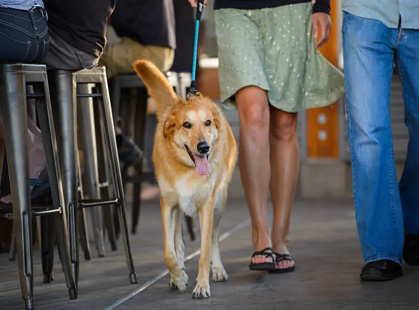 Ruffwear Knot-A-Long