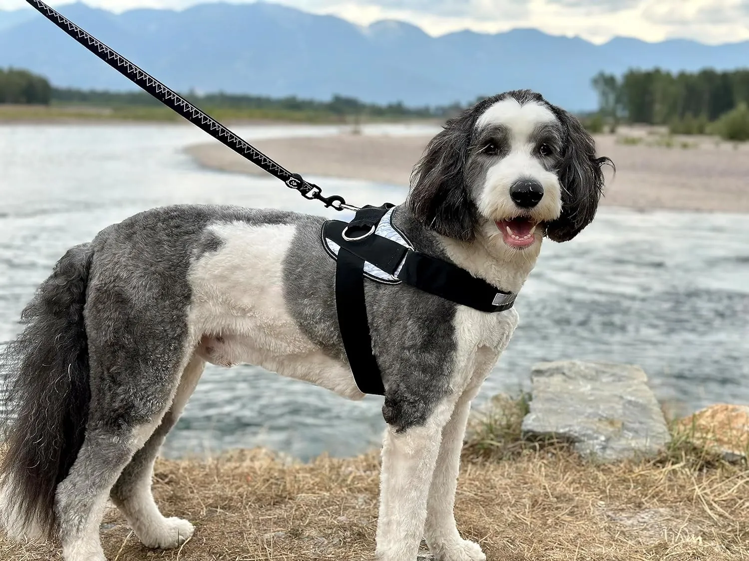 ShawnCo Essential Dog Harness, No-Pull Pet Vest with 3 Leash Clips, No Choke, Reflective, Adjustable and Padded, for Easy Walking and Training for Small, Medium and Large Dogs (Arctic Camo, S)