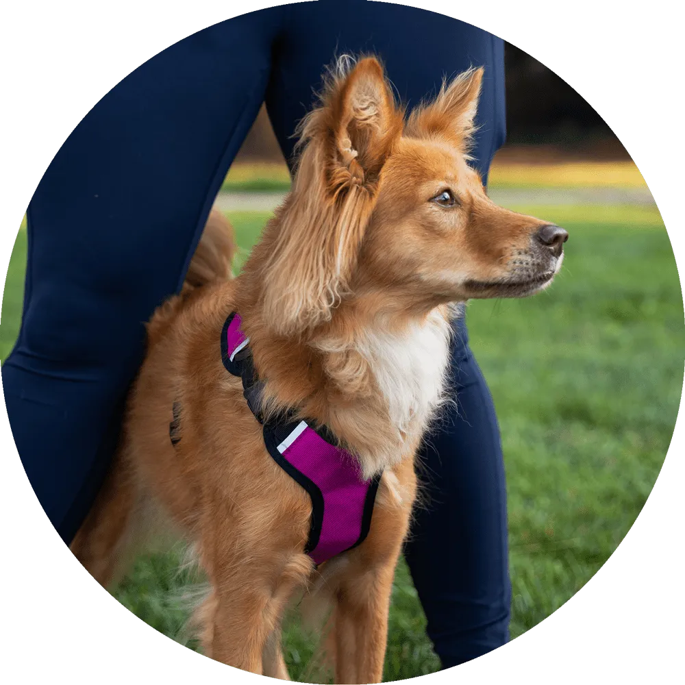 Sutro Snug Fit Dog Harness