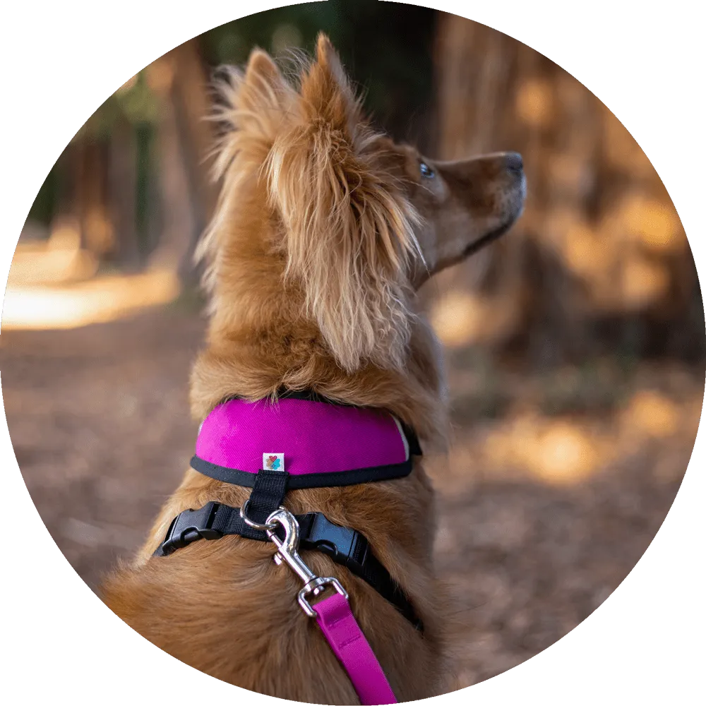 Sutro Snug Fit Dog Harness