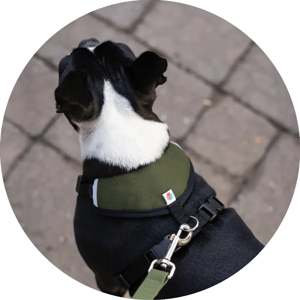 Sutro Snug Fit Dog Harness