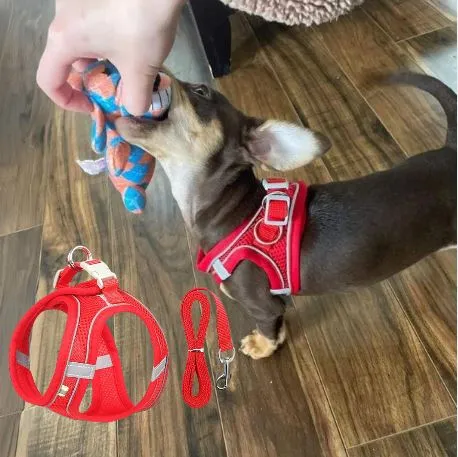TailTribe Dachshund Reflective Harness and Leash