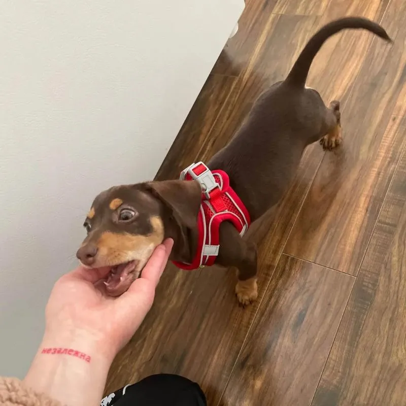 TailTribe Dachshund Reflective Harness and Leash