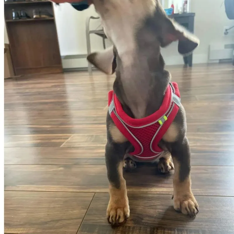 TailTribe Dachshund Reflective Harness and Leash