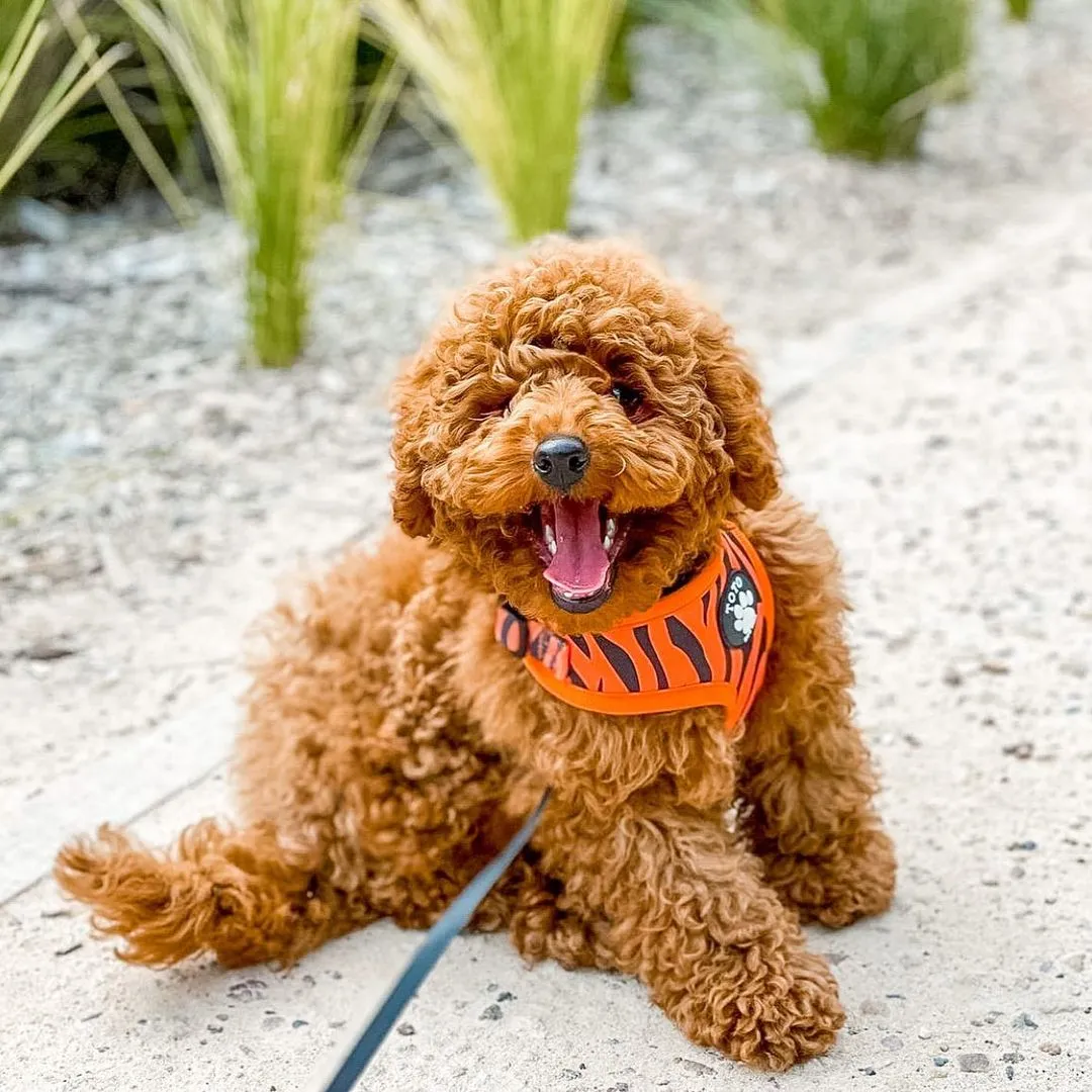 Tiger Harness