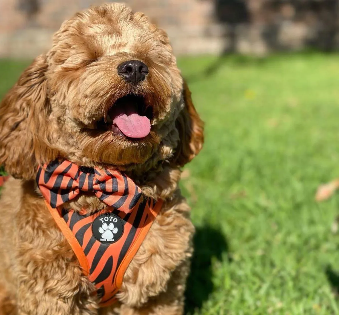 Tiger Harness
