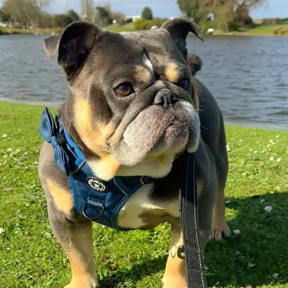 Trail & Glow® Dog Harness - The Ink Blue One