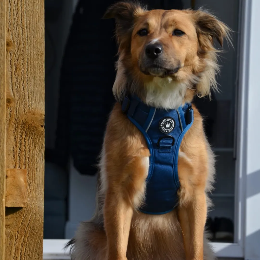 Trail & Glow® Dog Harness - The Ink Blue One