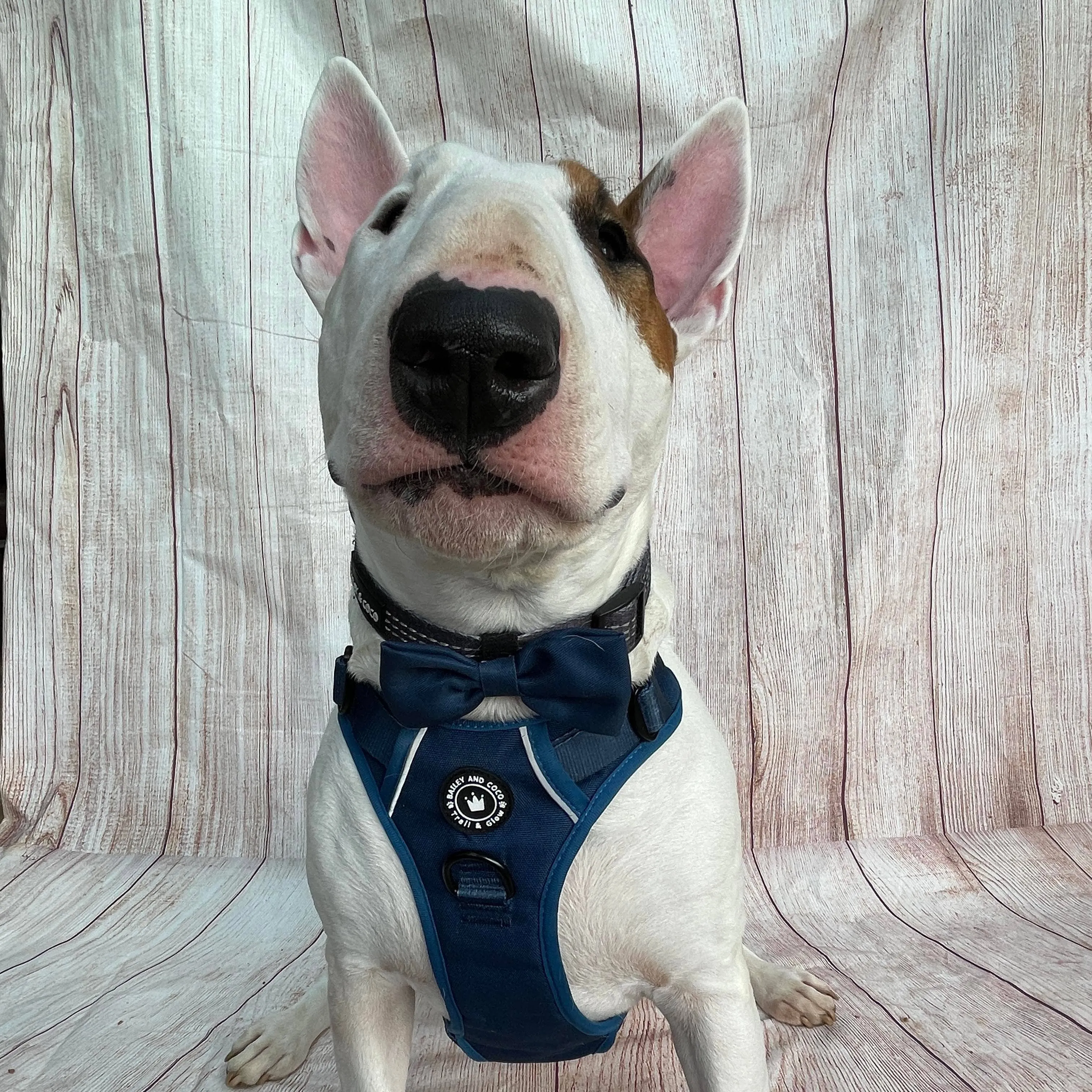 Trail & Glow® Dog Harness - The Ink Blue One