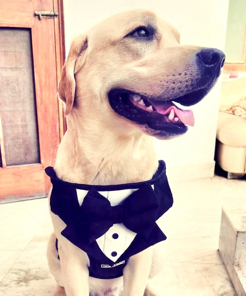 Tuxedo Dog Body Mesh Harness - Black