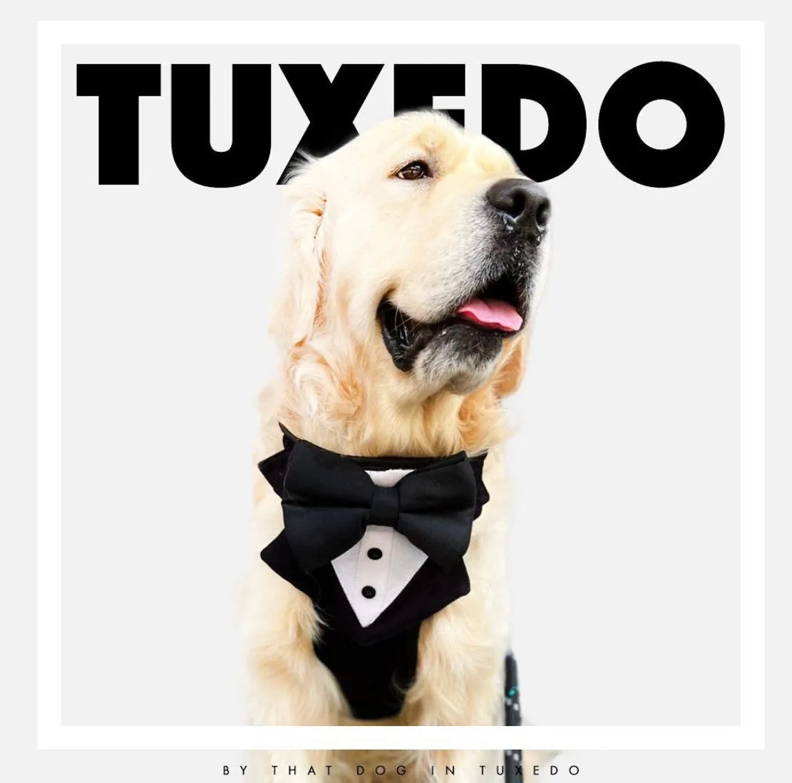 Tuxedo Dog Body Mesh Harness - Black