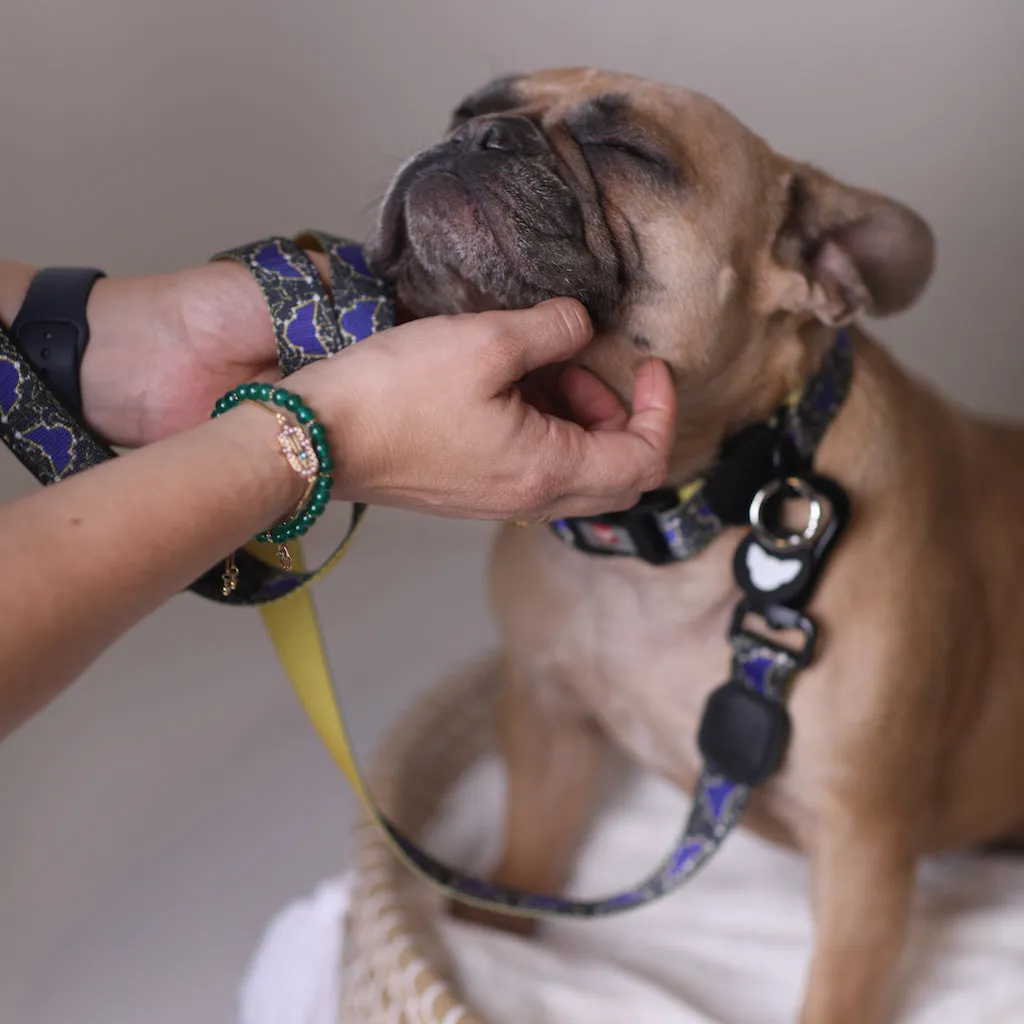 Universal Pawtelations Premium Dog Leash
