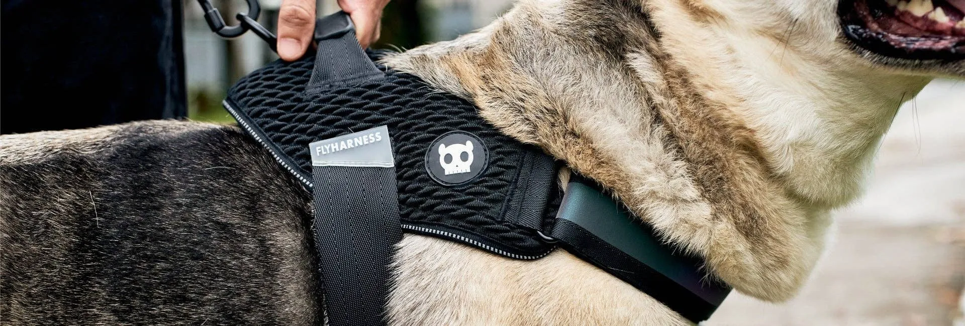 Zee.Dog - Gotham | FlyHarness: Size 1